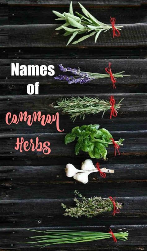 Herb Identification How To Identify Herbs Free Herb Gardening Printable