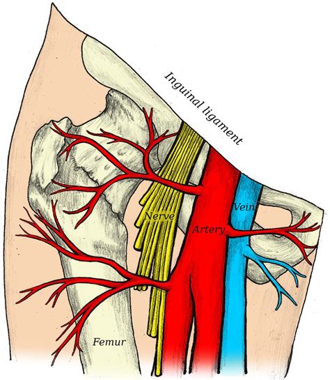 Anatomia Da Veia Femoral BRAINCP