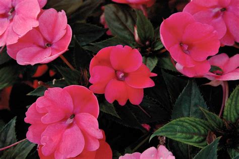 Compact Deep Rose Sunpatiens