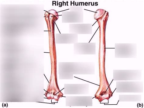 Humerus Caudal View Diagram Quizlet