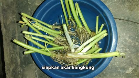 Proses Penanaman Kangkung Youtube