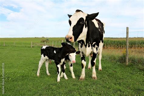 Holstein Cow Stands With Her Newly Born Twin Calves In The Field Stock