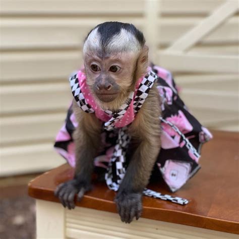 Available Capuchin Monkeys Monkeys Farm