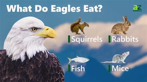 What Do Eagles Eat? - A-Z Animals