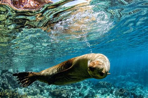 Galapagos wildlife guide