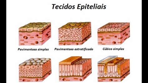 Tecido Epitelial De Revestimento Simples Pavimentoso