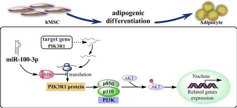 Mir P Controls Hmsc Adipogenesis Via The Pi K Akt Signaling