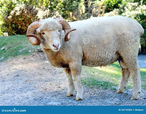 Ram Ovis Aries Stock Photos Image 34710383