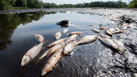 Fischsterben in der Elbe nach erster Hitzewelle Experten besorgt über