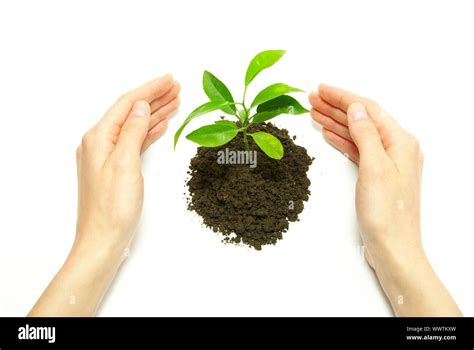 Hands Holding Sapling In Soil On White Stock Photo Alamy