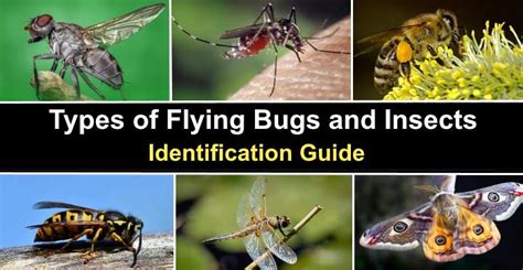 Types of Flying Bugs and Insects (With Pictures) - Identification Guide