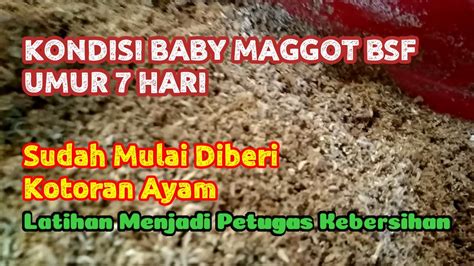 Perkembangan Baby Maggot Bsf Umur 7 Hari Belajar Budidaya Maggot Bsf