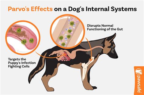Can You Smell Parvo in Puppy Poop? Signs to Watch For – PawSafe