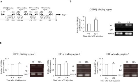 Binding activities of C EBPβ and HIF1α to the Vegf promoter region in