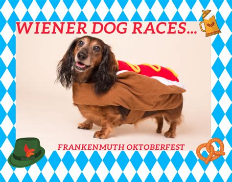 Wiener Dog Races At Oktoberfest 1025 Wiog Wiog Fm