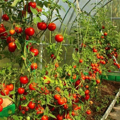 25 Gardener s Delight Cherry Tomato Seeds Etsy UK в 2022 г Томатные