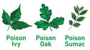 Poison Ivy?.... Poison Oak?.... Poison Sumac? - Preservation Parks of ...