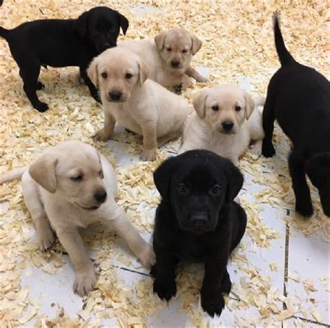 Labrador Szczeniaki Za Darmo Psy I Szczeni Ta Gratisy Oddam Za Darmo