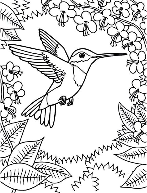 Dibujos de Colibrí para colorear e imprimir ColoringOnly