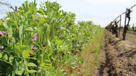 Growers Invited To See Benefits Of Cover Crops In Orchards Vineyards