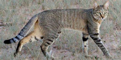 Wild Cats Of Africa A Guide To All 10 African Wild Cats