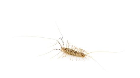 House Centipede Scutigera Coleoptrata Stock Photo By ©leonardi 1122514