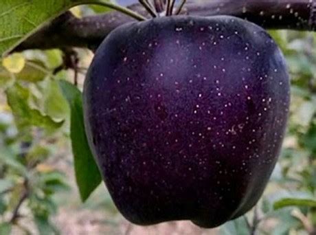 Black Diamond Apple - Diamond