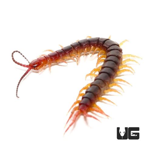 Long Tailed Centipedes For Sale Underground Reptiles