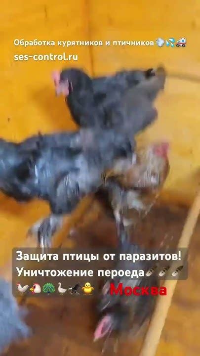 Обработка курятника от паразитов в Москве и Подмосковье. Уничтожение ...