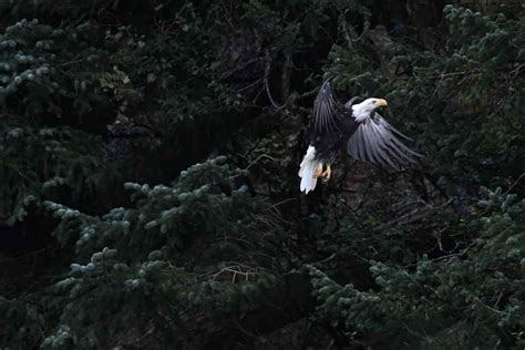 Saving the Bald Eagle – a Conservation Success Story | Defenders of ...