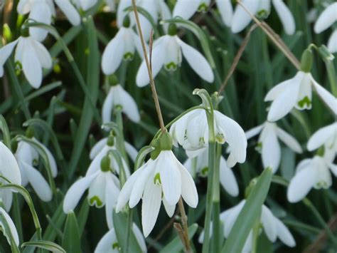 College Lake Snowdrops Galanthus Rob Farrow Geograph Britain