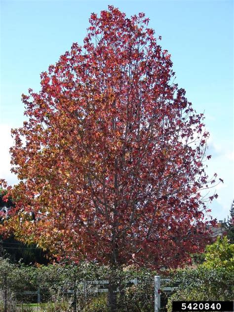 Sweetgum Liquidambar Styraciflua