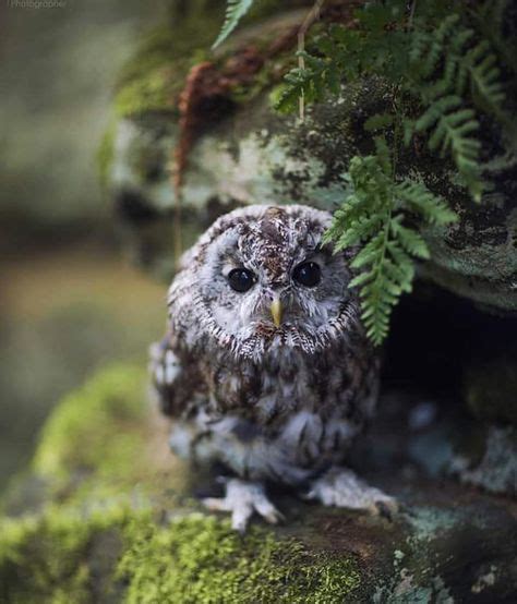 12 Best Baby owls images | Beautiful owl, Pet birds, Animals beautiful