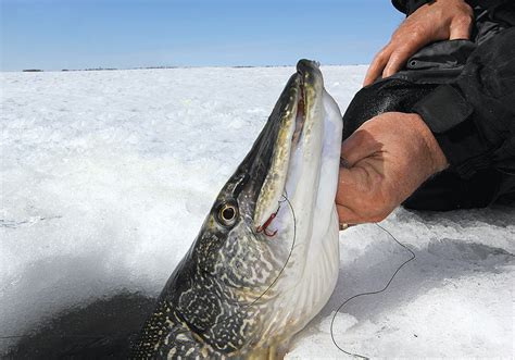 🥇 Best Bait For Northern Pike Ice Fishing 2021 Reviews And Top Picks