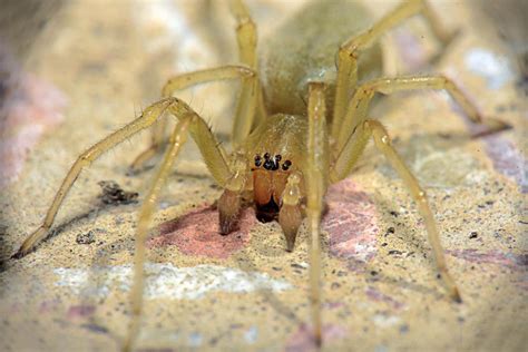 Yellow Sac Spider Control Omnis Pest Control