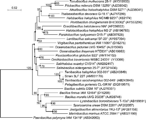 Phylogenetic Tree Based On 16s Rrna Gene Sequences And Reconstructed