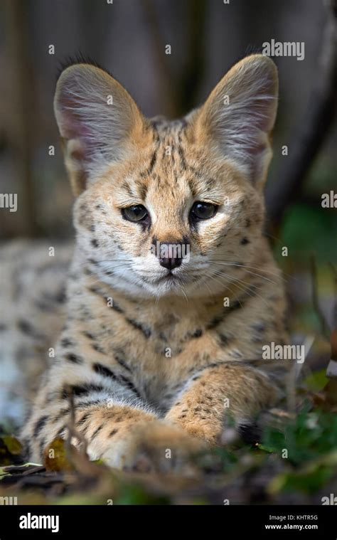 Close Young Serval Cat Felis Serval Stock Photo Alamy