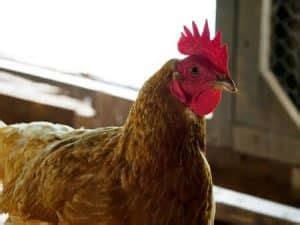 ISA Brown Chickens Lifespan (Factors Affecting Life Expectancy) - Chicken & Chicks Info