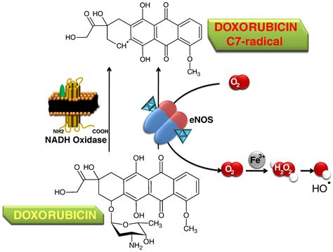 Doxorubicin Induced Cardiomyopathy From Molecular Mechanisms To