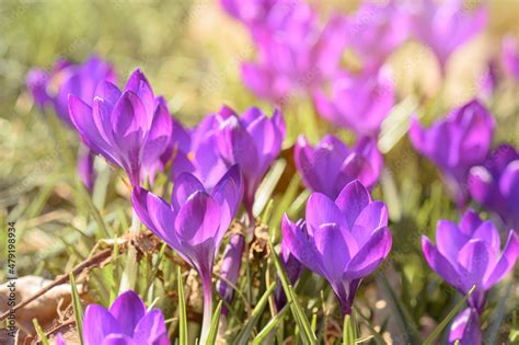 Krokusy Kwitn Ce Wiosn Krokus Wiosenny Na Pasiece Pszczo Miodna Na