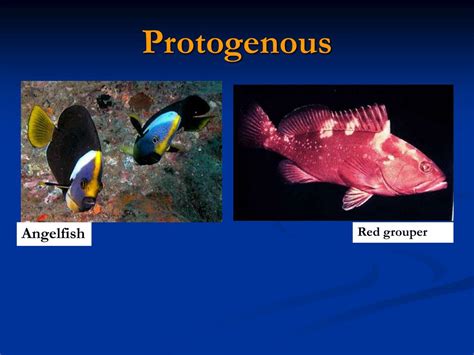 Ppt Factors Affecting On Sex Reversal Of Fishes Powerpoint