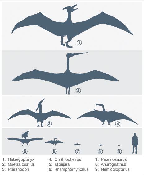 Quetzalcoatlus Size Comparison