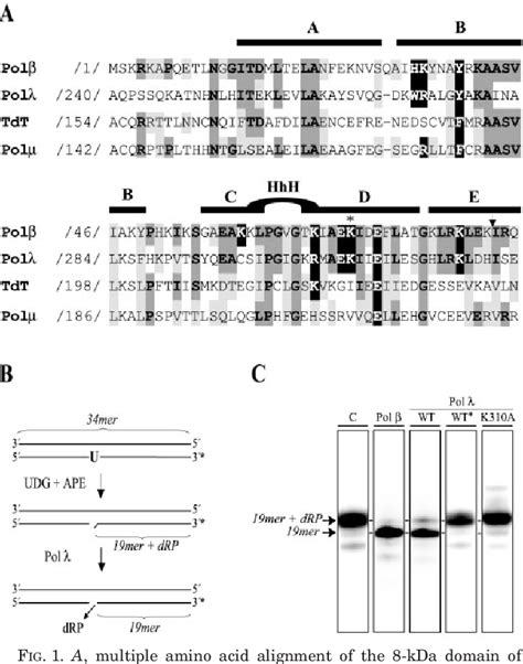 Figure From Identification Of An Intrinsic Deoxyribose Phosphate