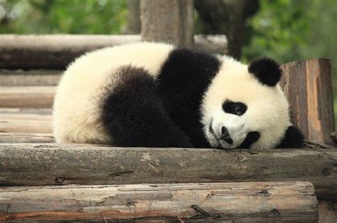 Sleeping panda! Love Monday!