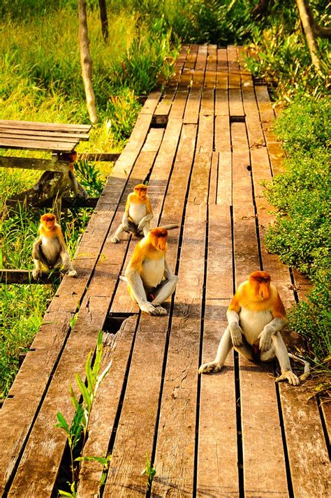 Labuk Bay Proboscis Monkey Sanctuary Borneo Borneo Asia Travel Nature