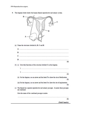 Igcse Edexcel Biology 9 1 Topic 12 Human Reproduction Teaching