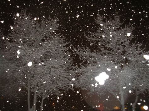 snow falling in trees | Snowy trees, Snow covered trees, Snow pictures