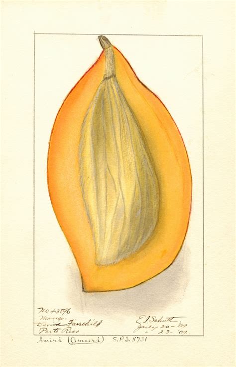 Mangifera Indica Amiri By Ellen Isham Schutt Artvee