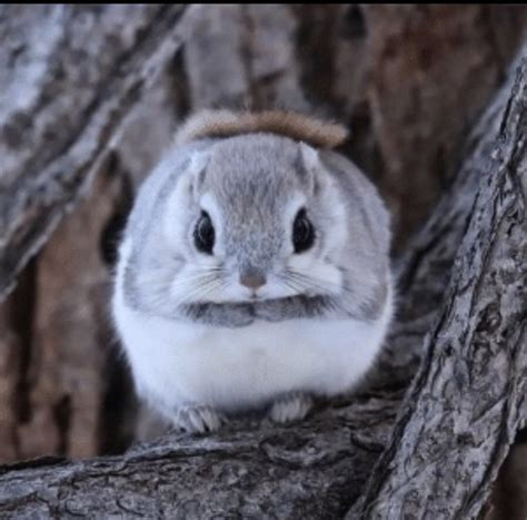 This Is A Russian Flying Squirrel Flying Squirrels Are Able To