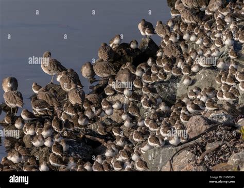 Mixed Wader Flock Of Dunlin And Western Sandpiper And Other Waders At High Tide Roost